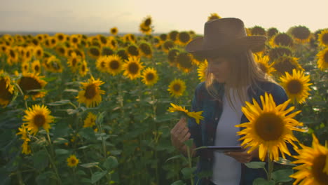 A-farmer-woman-looks-on-a-sunflower-on-the-field-and-describes-its-characteristics-in-her-digital-tablet.